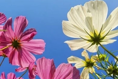 White Flower Wallpapers For Iphone Hq Backgrounds Hd Wallpapers ...