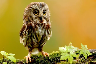 Desktop backgrounds owls wallpaper.jpg
