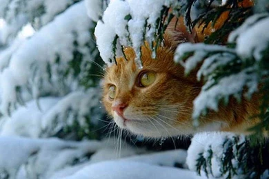 Cats Snow Kitty Animals Winter Cute Cat Desktop Backgrounds ~ Cats ...