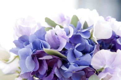 Hydrangea Desktop Wallpapers