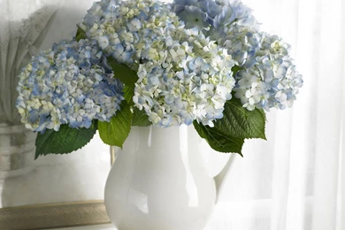 Hydrangea Desktop Wallpapers   HD Wallpaper Backgrounds Of Your Choice