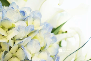 Blue Hydrangea And Lilies HD Desktop Wallpapers : High Definition ...