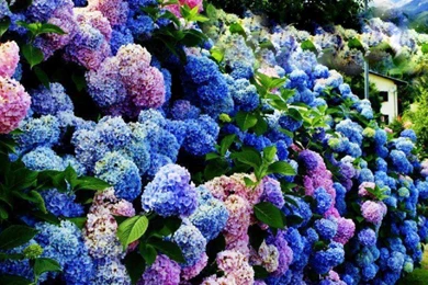 Rainbow Of Hydrangea S Wallpapers   (