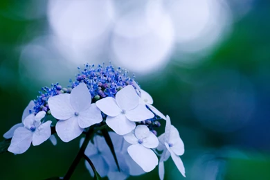 Hydrangea Computer Wallpapers, Desktop Backgrounds