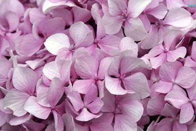 Pink Hydrangea Plant   Wallpaper.