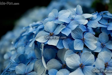 395179_gortenziya_makro_boke_cvety_1680x1050_www.Gde Fon.com.jpg