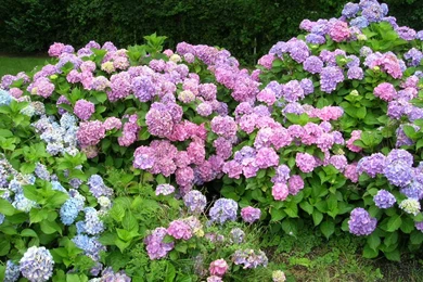 Hydrangea Wallpapers   Wallpapers HD Wide