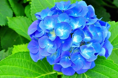 1 Hydrangea Desktop Wallpapers 1406 :: Hydrangea Desktop Wallpapers