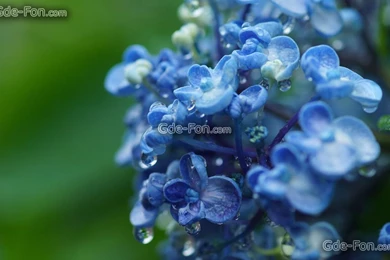 28 Wallpapers Macro, Hydrangea, Buds, Branch Free Desktop Wallpapers ...