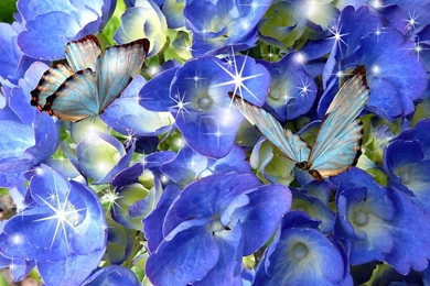 Blue Hydrangea Blue Butterflies HD Desktop Wallpapers : Widescreen ...