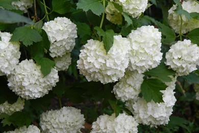 Lilac Desktop Wallpapers