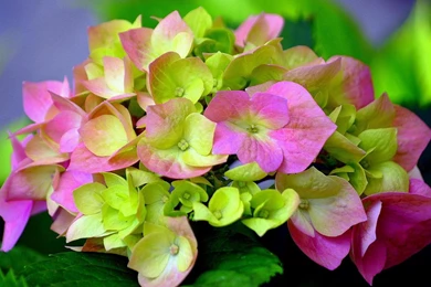 Hydrangea Flower Wallpapers   (