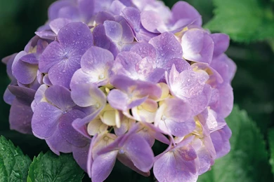 Wet Hydrangea Wallpapers 26248