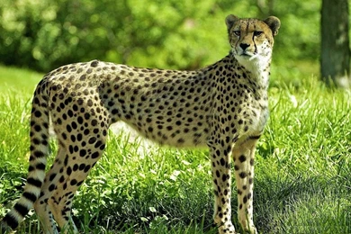 Cheetah HD Desktop Wallpapers   , New Wallpapers, New Wallpapers