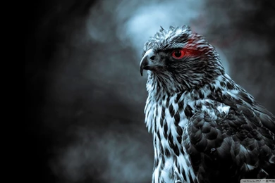 Eagle_eye_2 wallpaper 1920x1080.jpg Hosted At JpegHost   Share ...