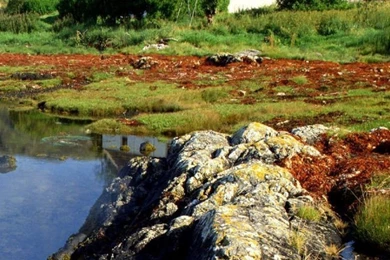 Sony Xperia Z1, ZL, Z, Samsung Galaxy S4, HTC One Scotland ...