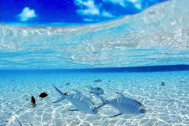 Underwater Wallpapers