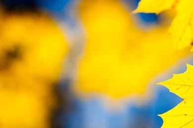 Lovely Galaxy S4 Wallpapers 5142 1080 X 1920   WallpaperLayer.com