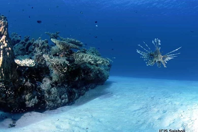 Free Wallpapers Undersea For Desktop