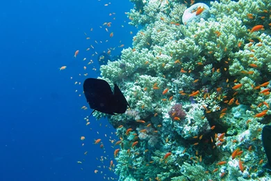 Underwater Wallpapers   Best Car 2015