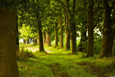 Forest Trail Savers Screen Spring Beach Nature Wallpapers Nature ...