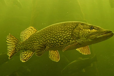 Fish Fishing Wallpapers (