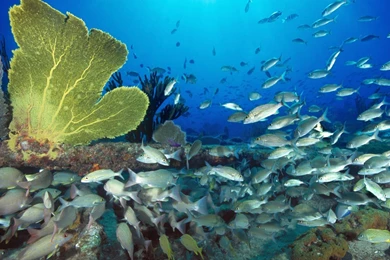 Fishing wallpaper dowload.jpg