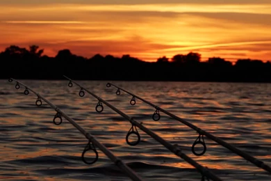 Carp Fishing Wallpaper Images