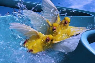 Hd Wallpapers Funny Bird