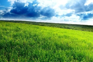Spring White Flowers