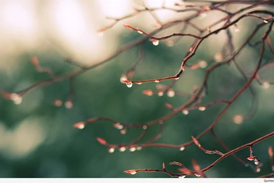 Spring rain wallpaper HD.jpg