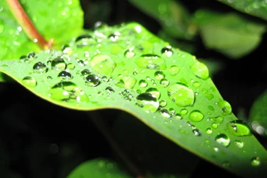 After Rain Desktop Backgrounds HD 1920x1200