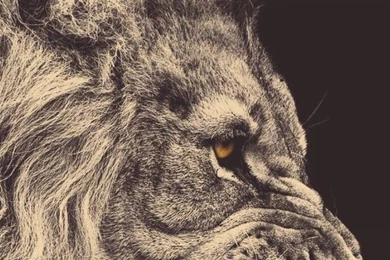 Sony Xperia Z1, ZL, Z, Samsung Galaxy S4, HTC One Lion Wallpapers ...