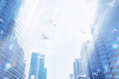 Birds And Buildings Wallpapers