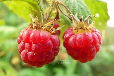 Raspberry Fruit Wallpapers   Crazy Frankenstein