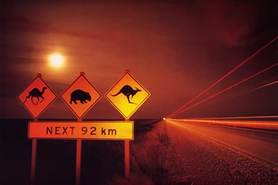 Treez Australia Camel Wombat Kangaroo Eyre Hway Nullar