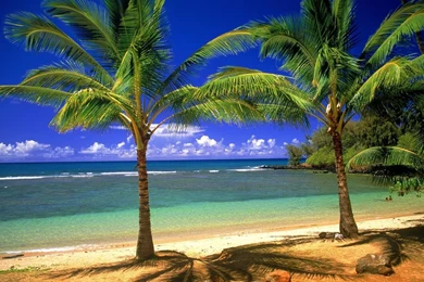 1680x1050 Palms On The Beach Desktop PC And Mac Wallpapers