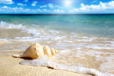 Shell On The Beach Wallpapers   2560x1600   2456448