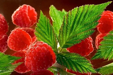 Wallpapers Fruit Raspberry Food Image