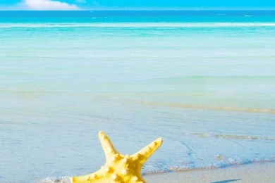 Starfish On The Beach HD Desktop Wallpapers : High Definition ...