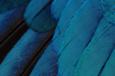 Here Are All Of IOS 9's Colorful New Wallpapers For Your iPhone ...