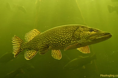 Fishing Wallpapers   110451