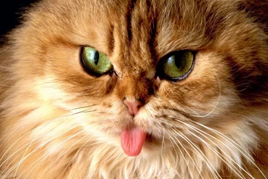 1280x1024 Cat With Tongue Desktop PC And Mac Wallpapers