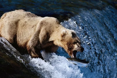 Gallery For   Outdoor Bear Wallpapers