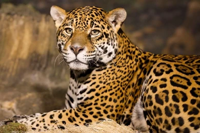 Leopard Wallpapers HD Kjl007 – Wallpaperjosh