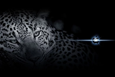 Mac OS Leopard Wallpapers HD   Free & High Quality Wallpapers For You