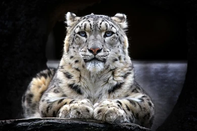 Leopard Wallpapers HD STAY008