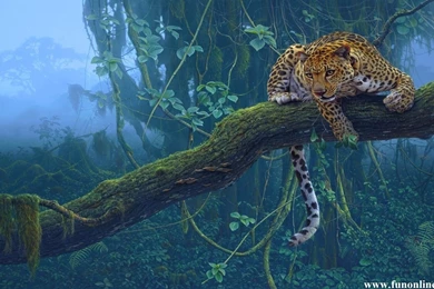 Leopard Wallpapers, Beautiful Leopards HD Wallpapers Download Free