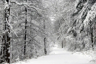 Snowy Road In The Forest Wallpapers   Nature Wallpapers