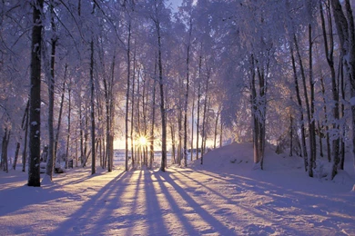 Snow Sun Forest Wallpapers   (